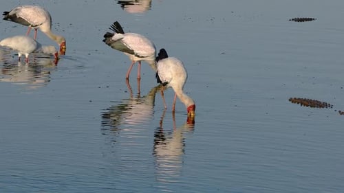 Cigognes à bec jaune en quête de nourriture - Parc national Kruger