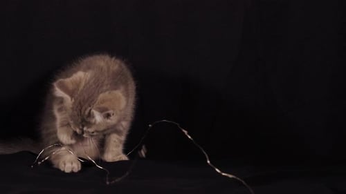Playful Kitten Batting at Shiny String on Black