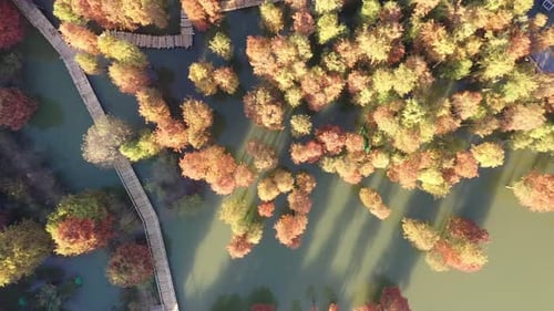 Autumn forest