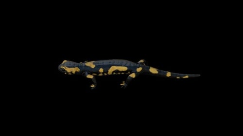 Realistic Walking Salamander Animation with Alpha Channel