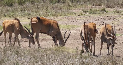 Cape Eland, Taurotragus Oryx, Nairobi Park in Kenia, Masai Mara Park in Kenia, Echtzeit 4K