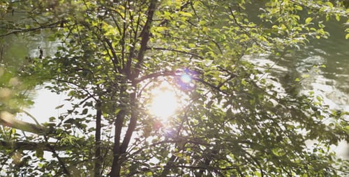 Forest-Fluss