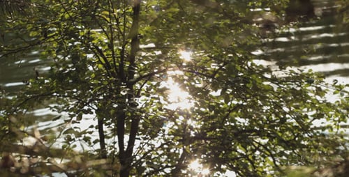 Fluss Wald 3