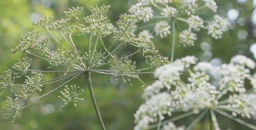 Forest Flowers