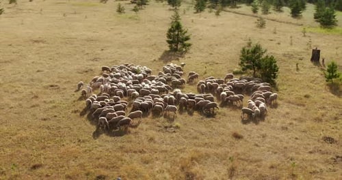 Sheep Graze on the Plain Chewing Grass