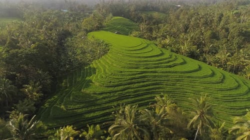 Des rizières avec des terres agricoles en Indonésie