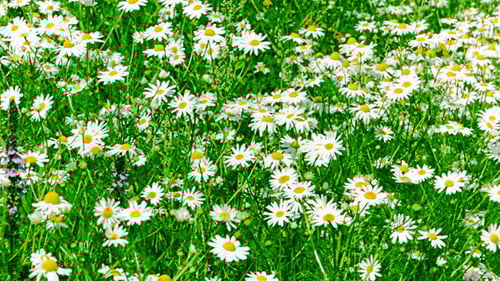 Lush Meadow of Daisies in Springtime