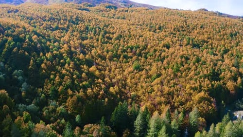 Autumn Forest