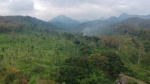 Floresta de montanha