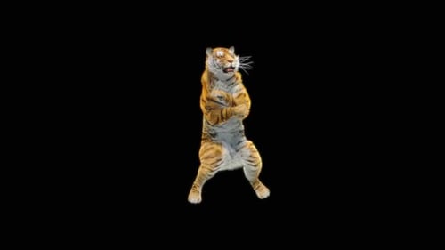 Tiger Dancing HD