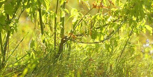 Grünes Gras und Busch