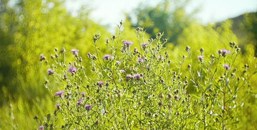 Wildflowers 3