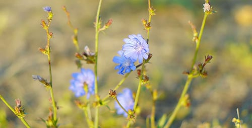 Wildflowers 2