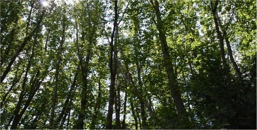 Dense Green Forest with Sunlight Shining Through Leaves