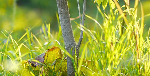 Grünes Gras und kleiner Baum