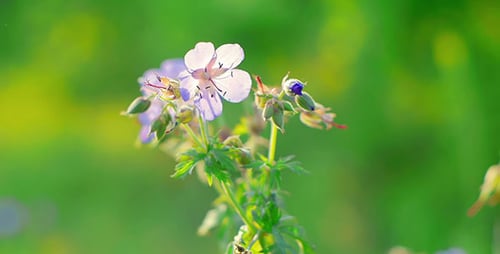 Wildflowers
