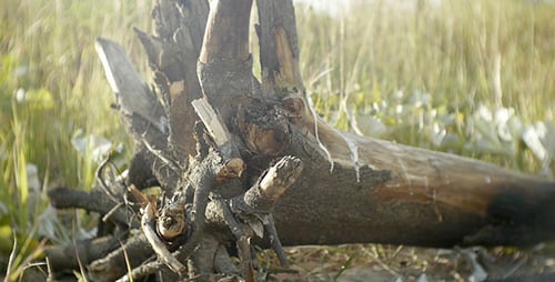 Stump