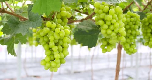 Ferme de raisins frais