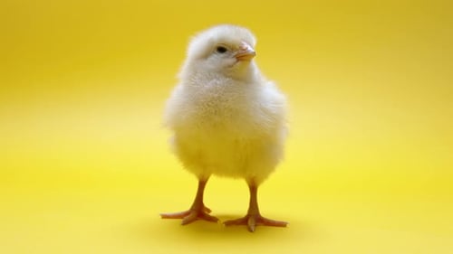 Süßes kleines Küken für dekoratives Design-Thema