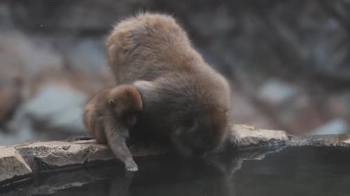 Macacos japoneses bebiendo agua del estanque