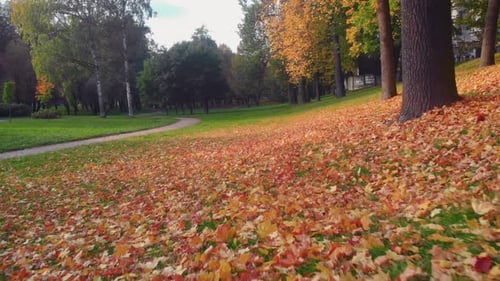 The Beauty of an Autumn Park in St