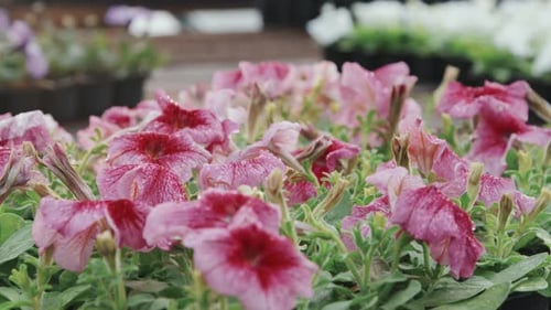 Close-Up of Pink Petunia Flowers Blooming