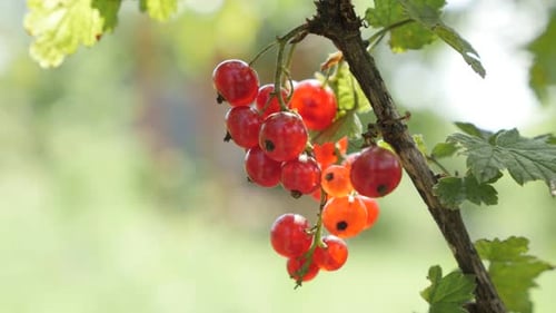 Lot of Ribes rubrum fruit in natural environment 4K 2160p 30fps UltraHD footage -Close-up of tiny