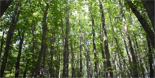 Trees 4