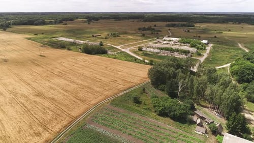 Golden Wheat Fields and Rural Farm Aerial View
