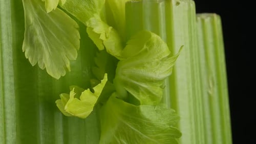Crisp Celery Stalks Against Black Background, Close-Up