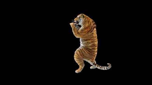 Tiger 4K