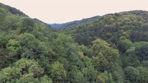 Fly Over Forest
