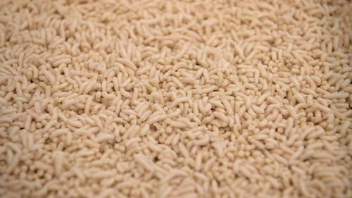 Crawling White Maggots Close Up Macro View
