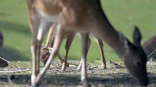 Cute Young Roes grazing on grass field outdoors during sunny day - Close up