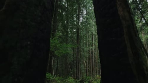 Vancouver Britisch-Kolumbien Wald (Pacific Spirit Region)