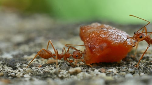 Ants