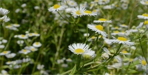 Flowers 11