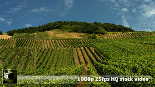 Weingut Moseltal 1