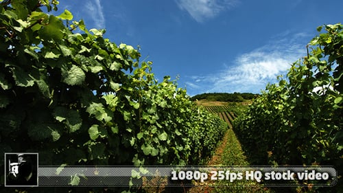 Weingut Moseltal 2