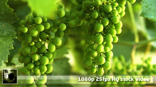 Weingut Moseltal 3