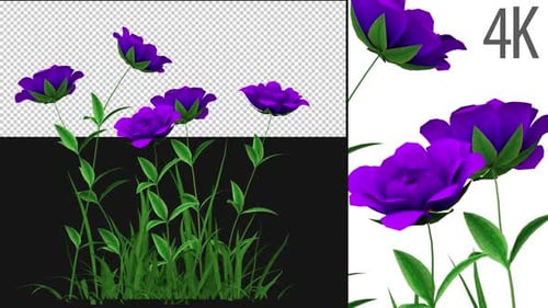 Rosen Violet wachsend