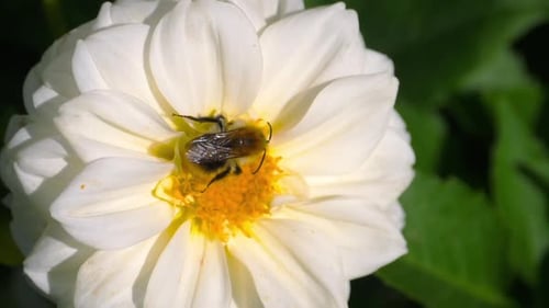 Bumblebee on Dahlia Flower