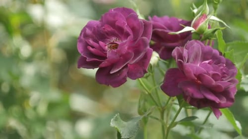 Fleur de rose violette