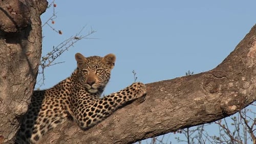 Close-up of a leopard sitting in a tree while looking out over the African wilderness.