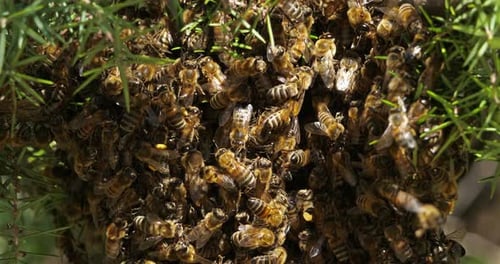Swarm of bees, occitanie, France