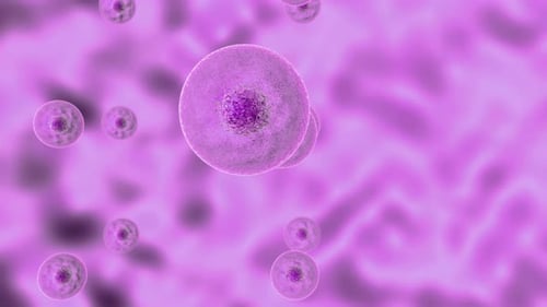Cell division process