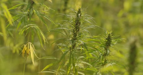 Green Plants Swaying in a Rural Field
