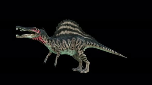 3D Animated Spinosaurus Dinosaur Roaring on Black Background