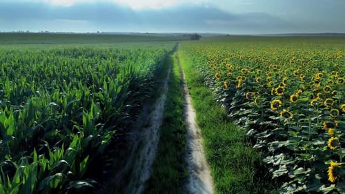 Champ de tournesol et de maïs
