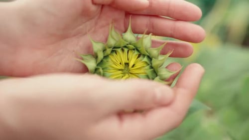 Hands Gently Holding a Budding Sunflower Outdoors